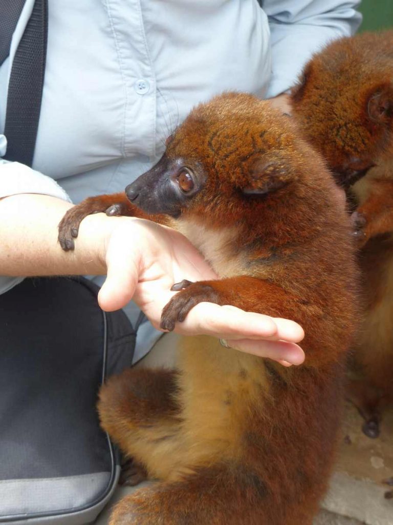 Madagaskar Antananarivo Zoo Lemur