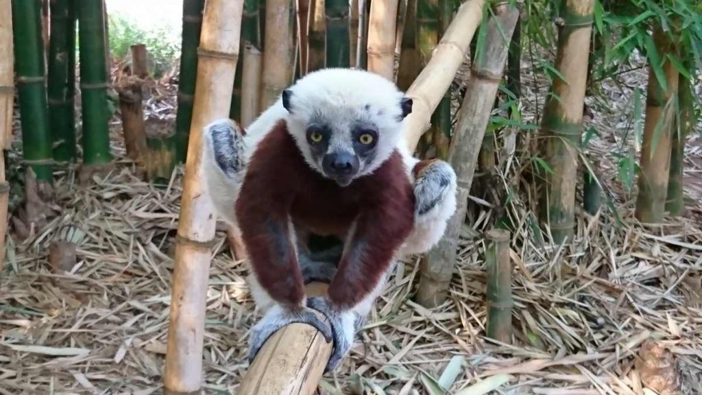 Madagaskar Lemurenpark Lemur