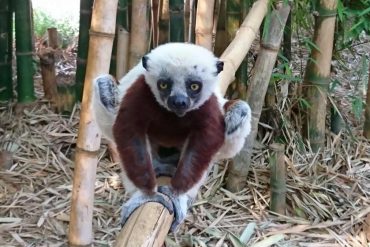 Madagaskar Lemurenpark Lemur
