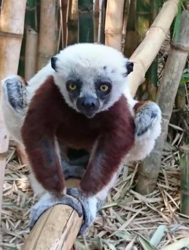 Madagaskar Lemurenpark Lemur