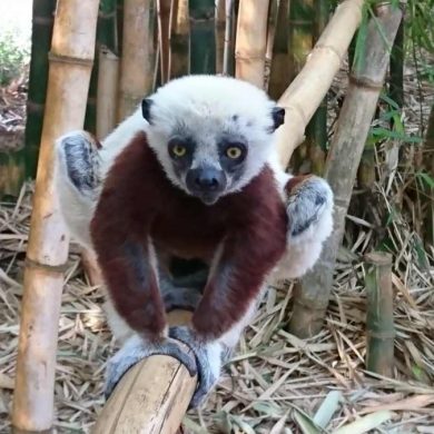 Madagaskar Lemurenpark Lemur