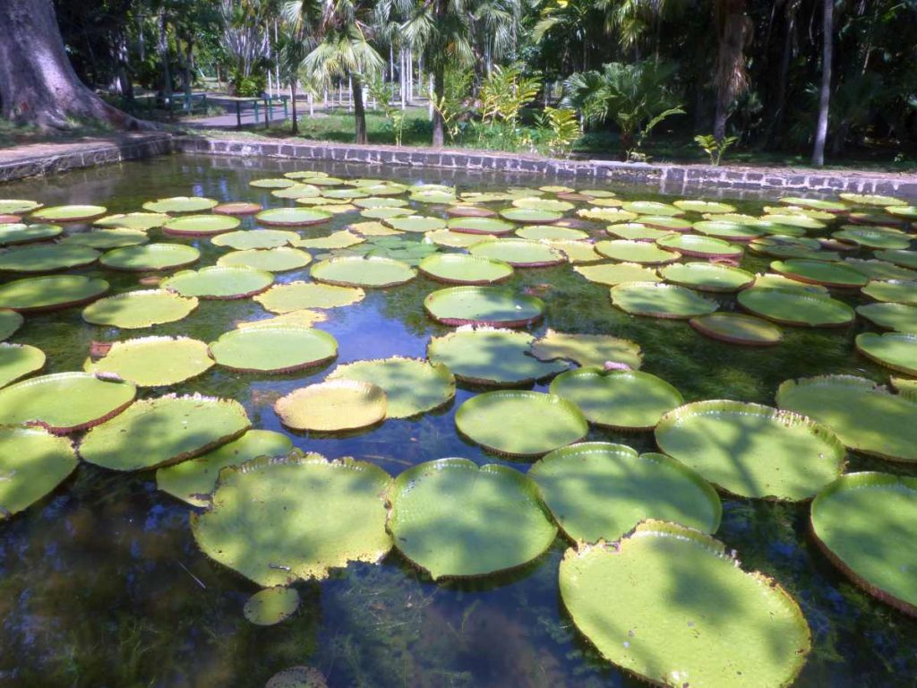 Mauritius Botanischer Garten Lotusbecken