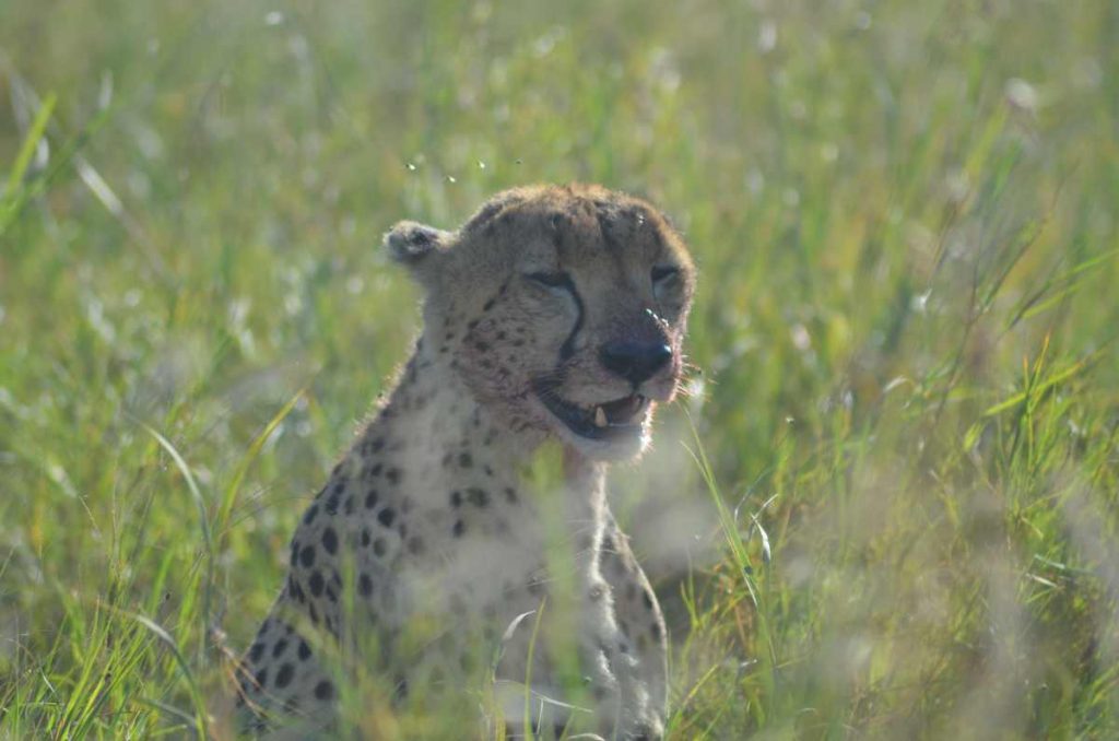 Endlich ein Gepard vor die Linse!