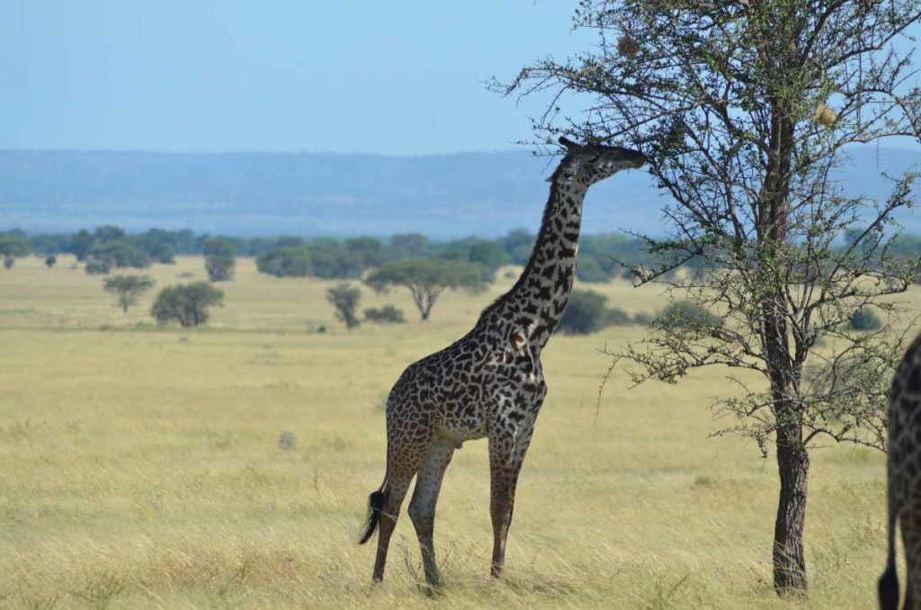 Giraffe im Serengeti-Nationalpark