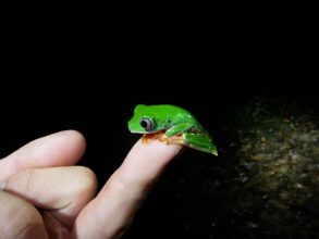 Nachtwanderung mit Dick auf der Suche nach Reptilien