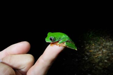 Nachtwanderung mit Dick auf der Suche nach Reptilien
