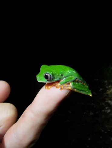 Nachtwanderung mit Dick auf der Suche nach Reptilien