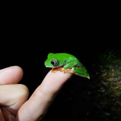 Nachtwanderung mit Dick auf der Suche nach Reptilien
