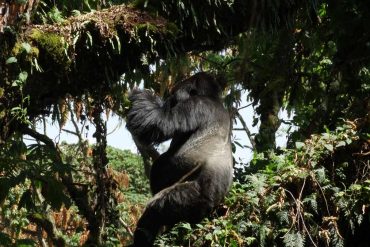 Silberrücken im Baum Volcanoes NP