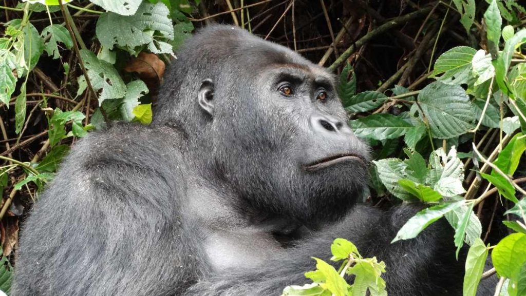 Silberrücken im Kahuzi-Biega NP